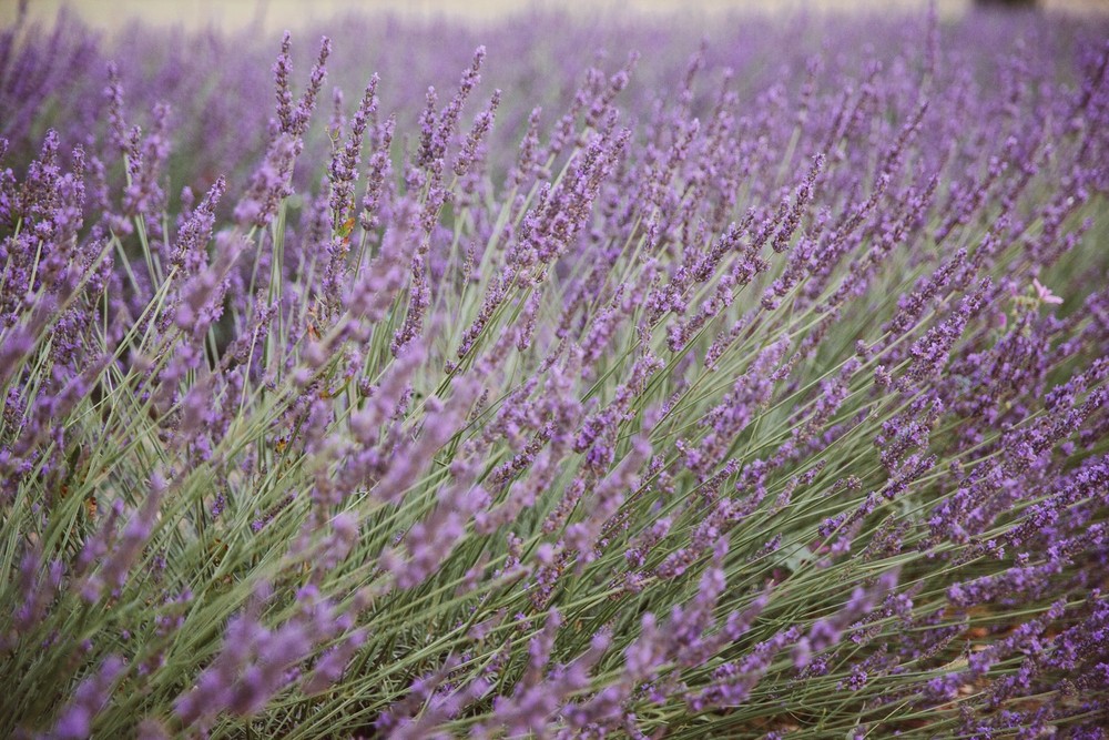 PROVENCE, FRANCE