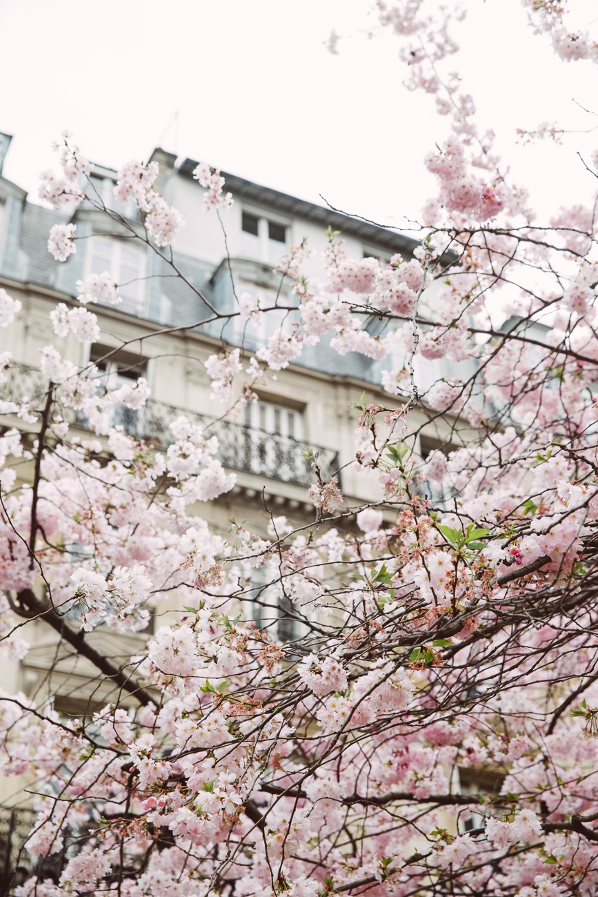 SPRING BLOSSOM 