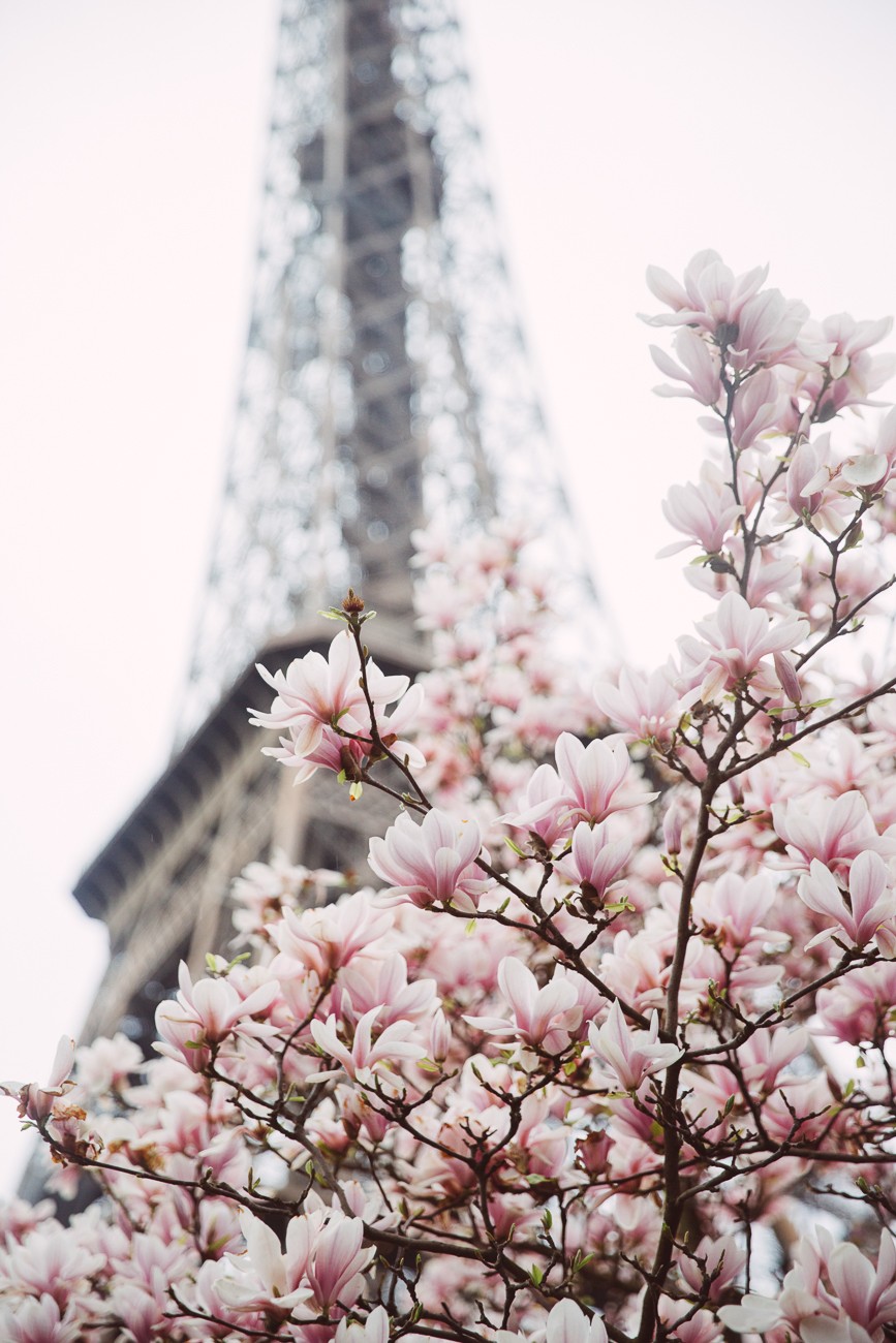 SPRING BLOSSOM 