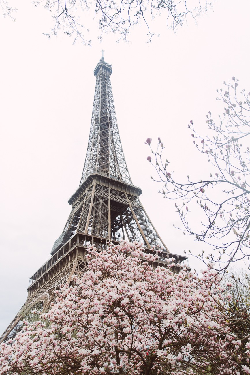 SPRING BLOSSOM 