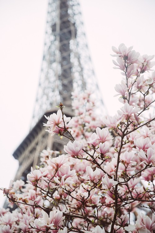 SPRING BLOSSOM 