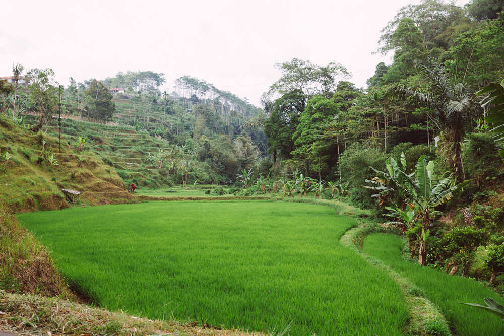 BALI