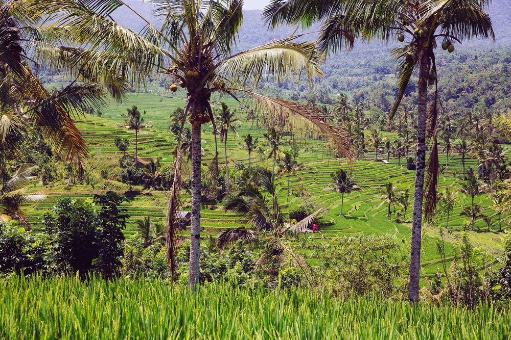 BALI