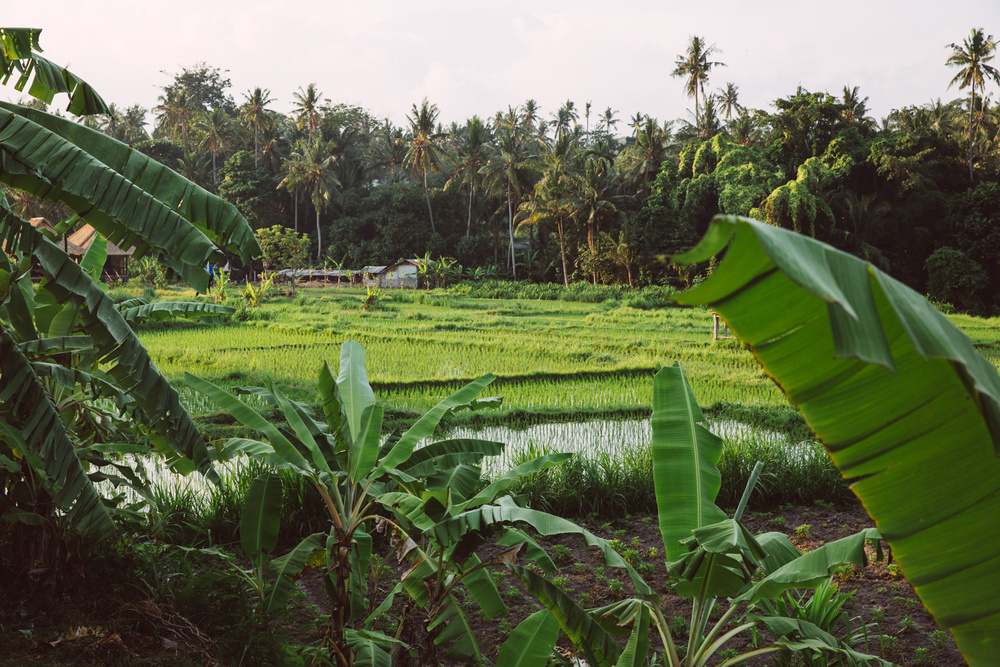 BALI