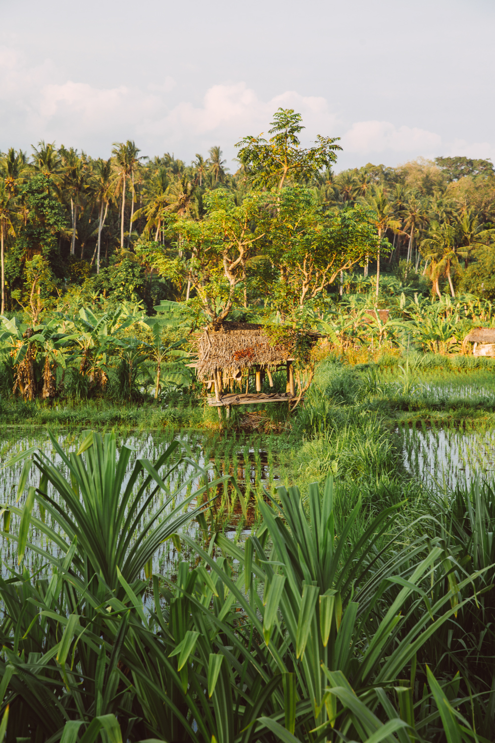 BALI