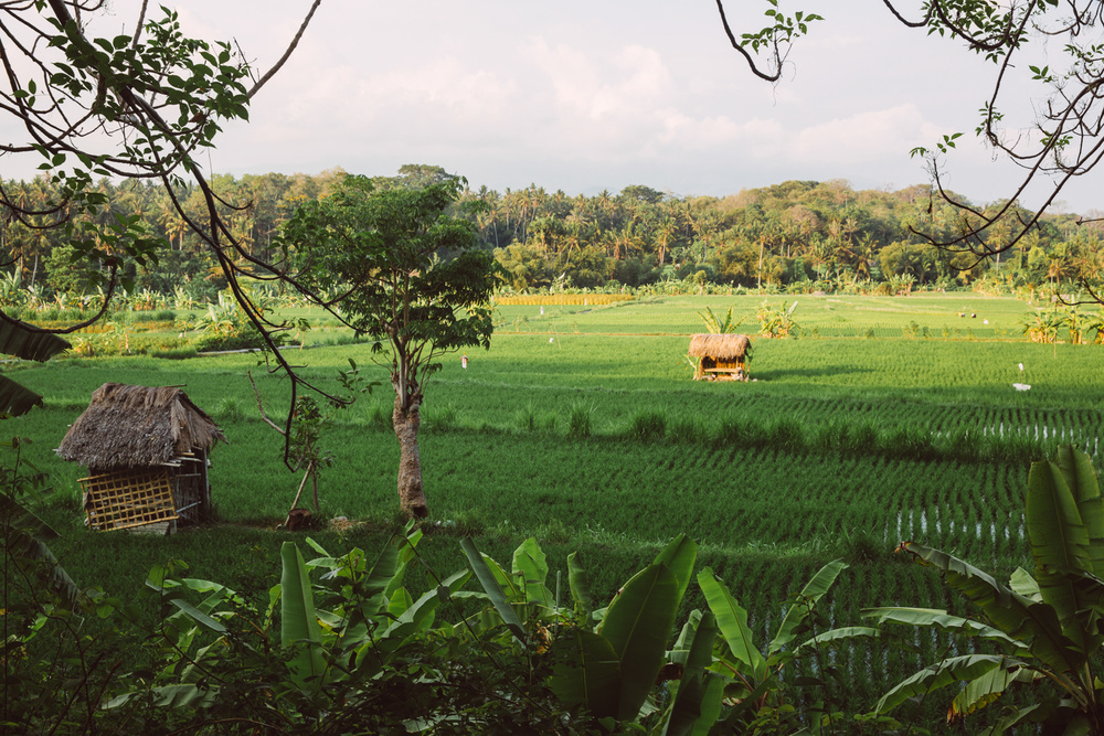 BALI