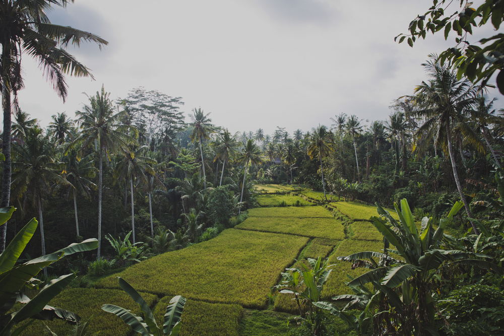 BALI