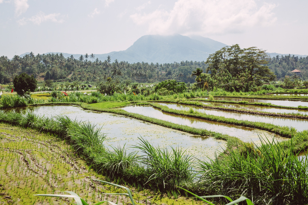 BALI