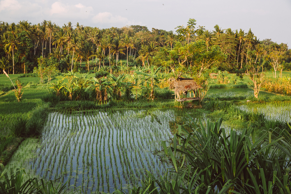 BALI