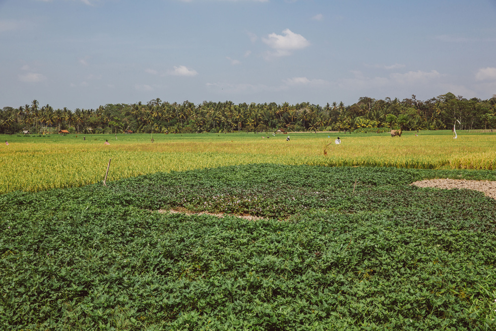 BALI