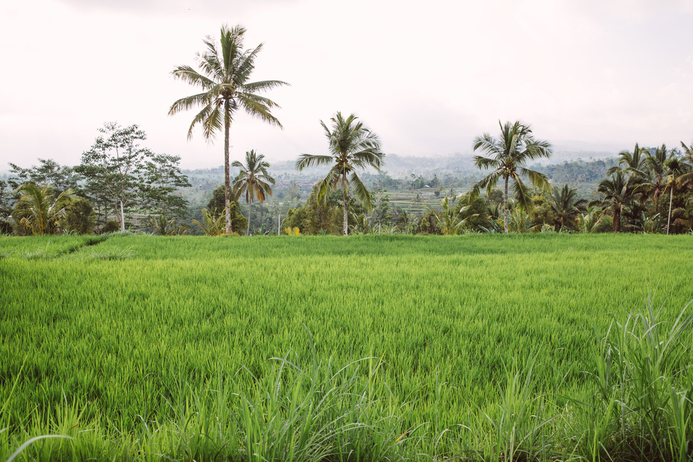 BALI