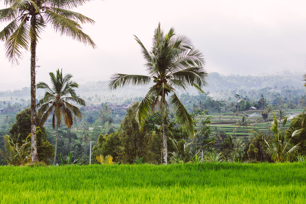 BALI