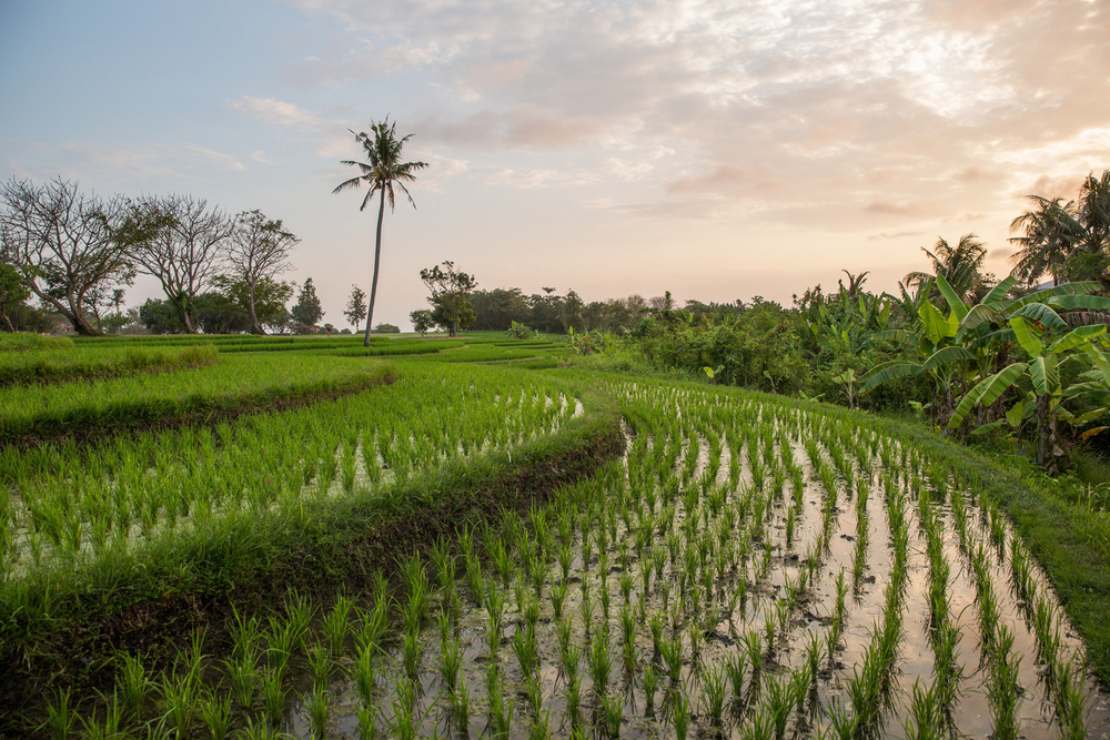 BALI