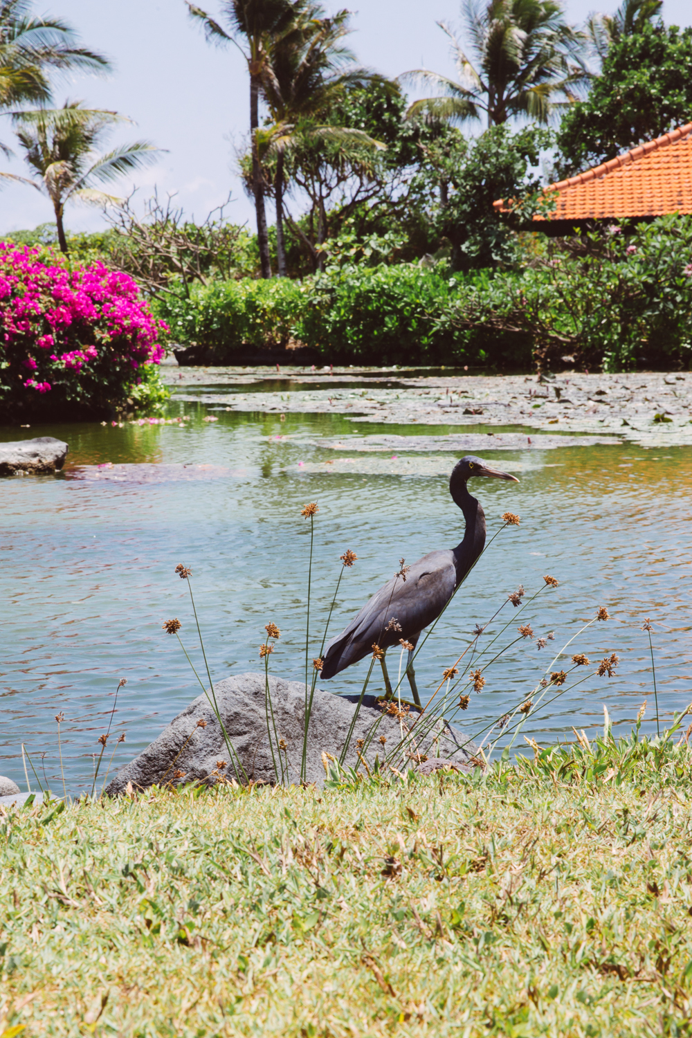 BALI