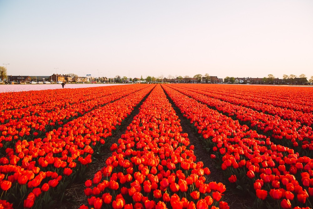 NETHERLANDS