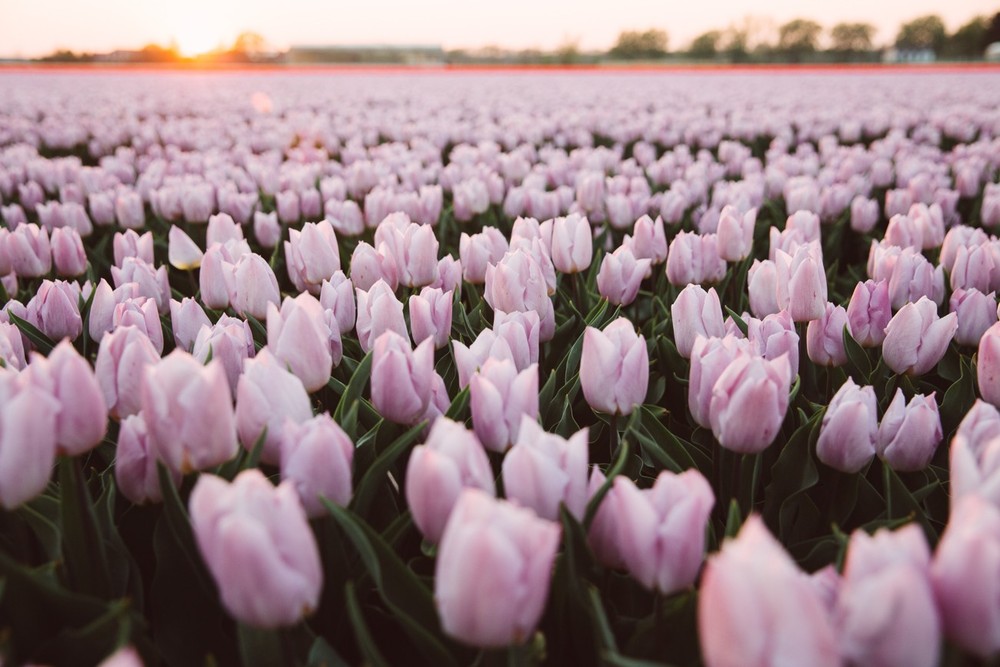 NETHERLANDS
