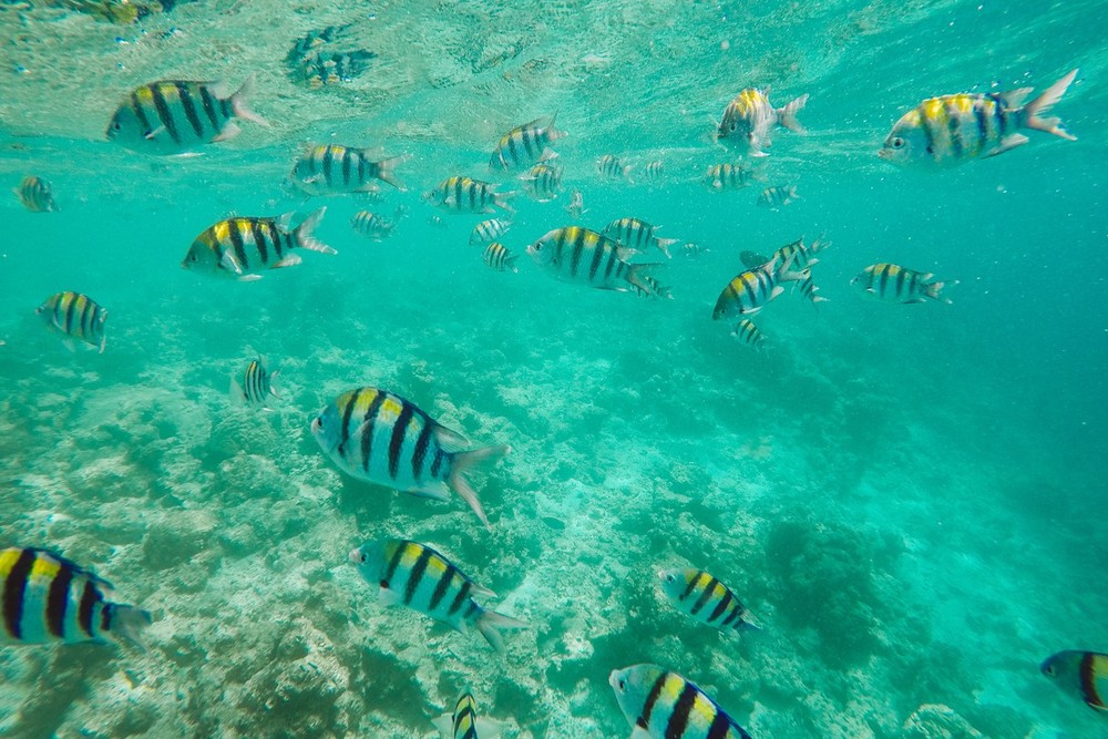 MALDIVES '18