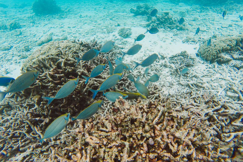 MALDIVES '19