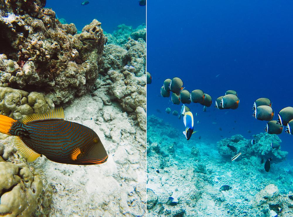 MALDIVES '19