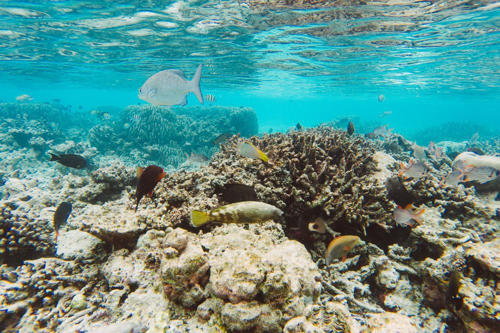 MALDIVES '19