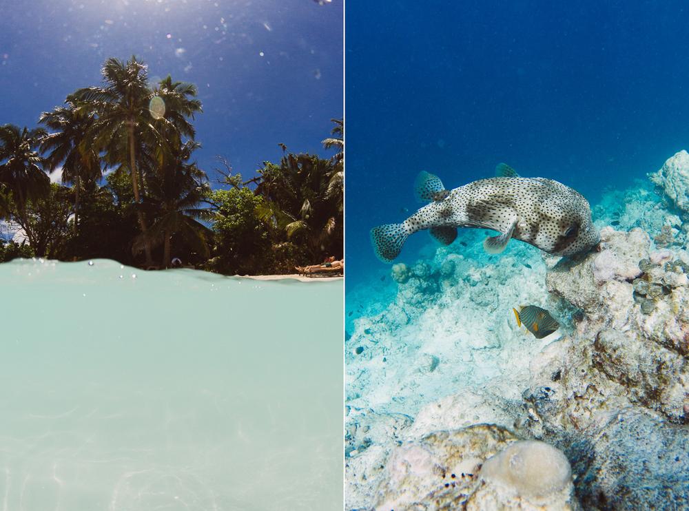 MALDIVES '19