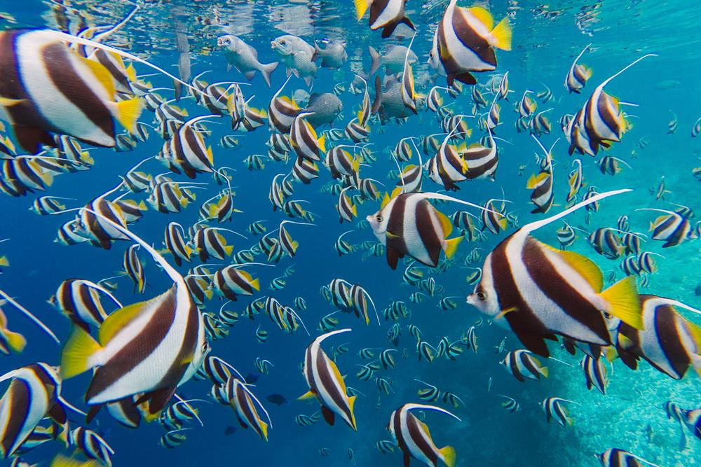MALDIVES '19