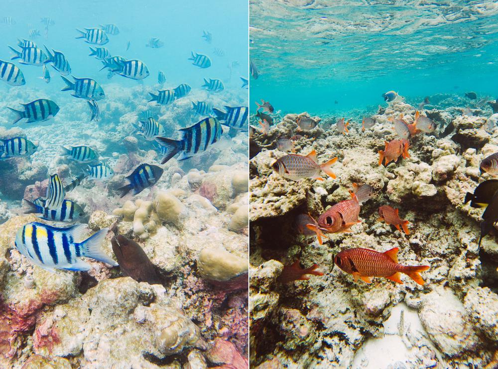 MALDIVES '19