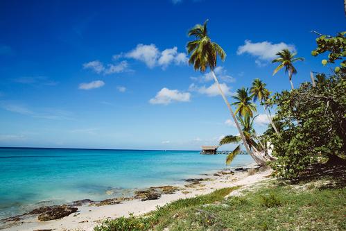 DOMINICANA (coming soon)