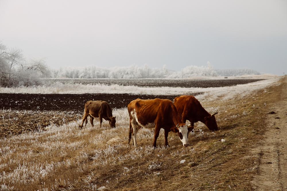 DOMBAI, RUSSIA