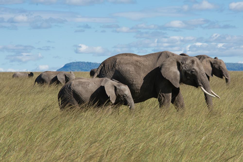 KENYA, MASAI MARA (coming soon)