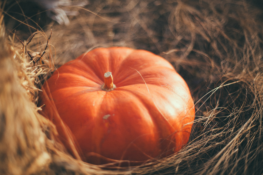 Love Story // Fall harvest