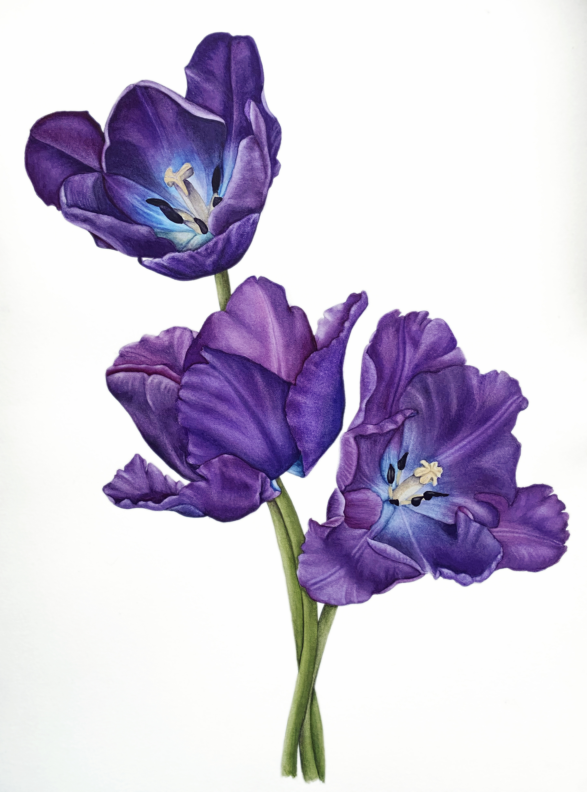 botanical illustration