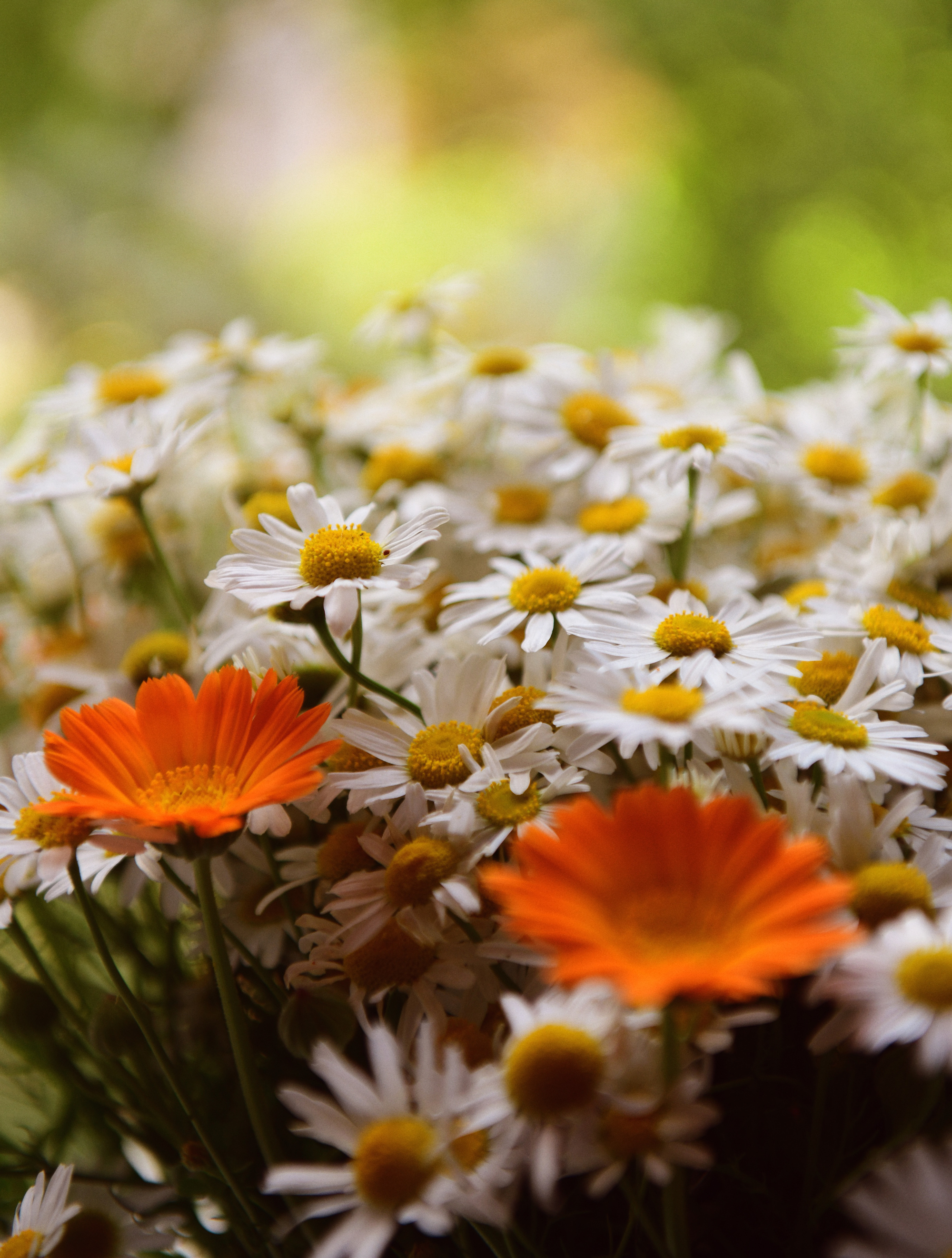 Camomiles 