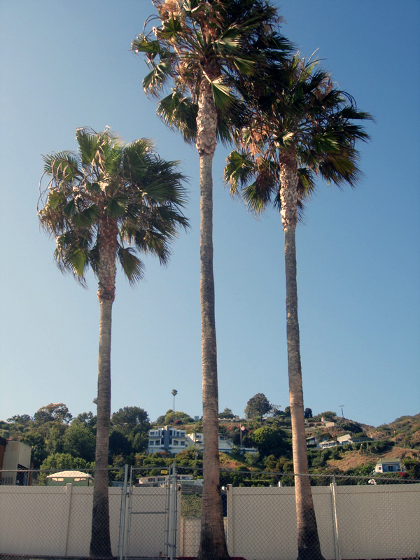 California'2009