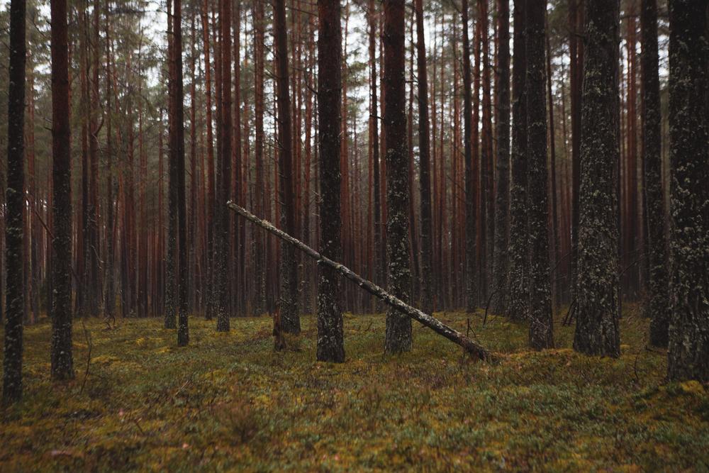 Пейзаж. Натюрморт.