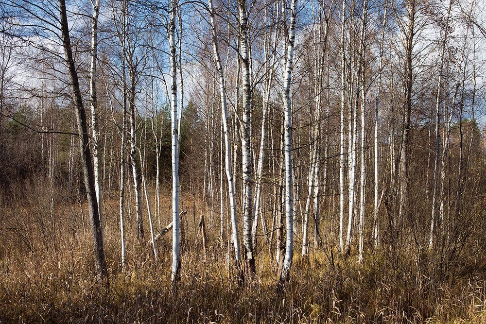 Пейзаж. Натюрморт.