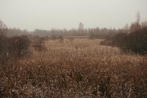 Пейзаж. Натюрморт.