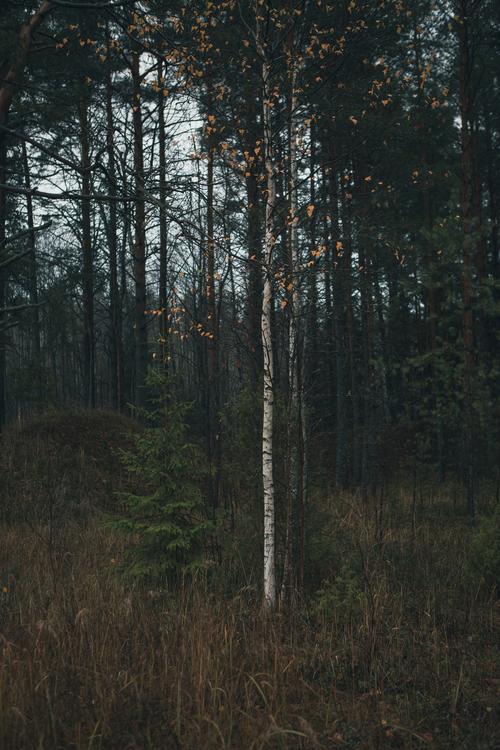Пейзаж. Натюрморт.