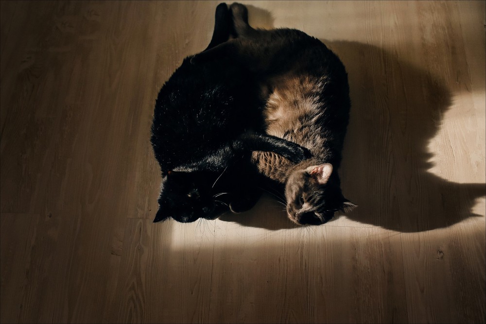 Family - Маша, Денис, котики и кое-кто еще :)