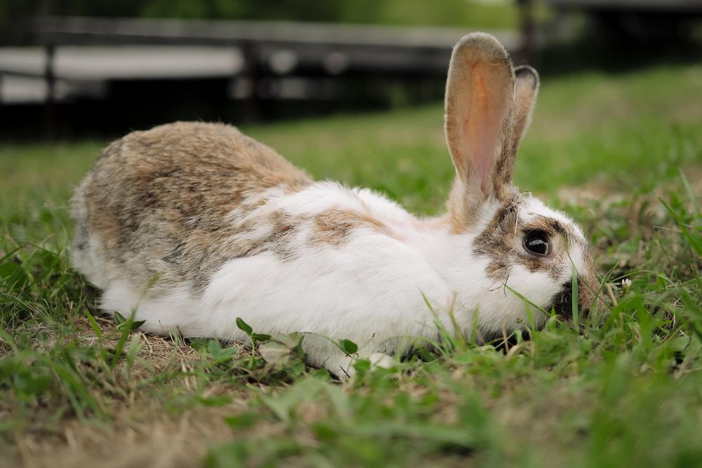 Wedding - Элина и Артем